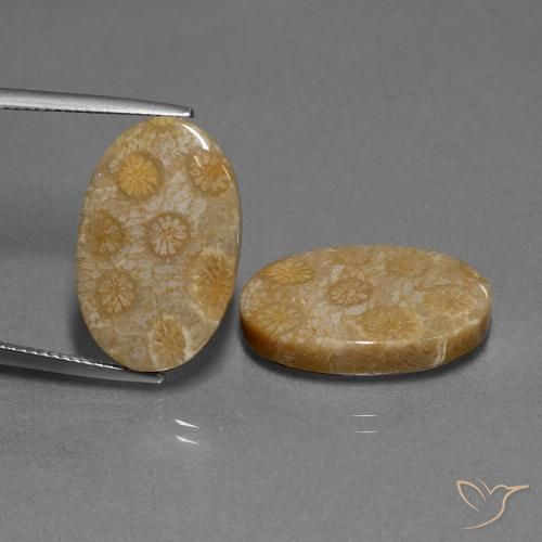 29.97 克拉椭圆形珊瑚化石| 22.9 x 15.8 mm | GemSelect